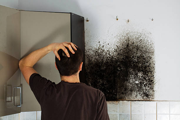 Best Black Mold Removal  in Mount Pleasant, PA